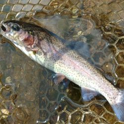 真夏の平谷は難しい ～平谷湖フィッシングスポット～